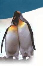 Penguins Picture